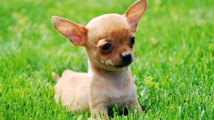 Txakurren zaintzaz ikastaroa izango da hilaren 14an