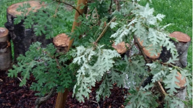 Herritarrei ingurumenarekin eta ekipamendu publikoekin arduratsu jokatzeko eskatu die Udalak