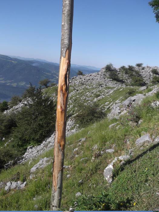 Izarraitzen kanpaldia egiteko eskaera egin beharko da aurrerantzean