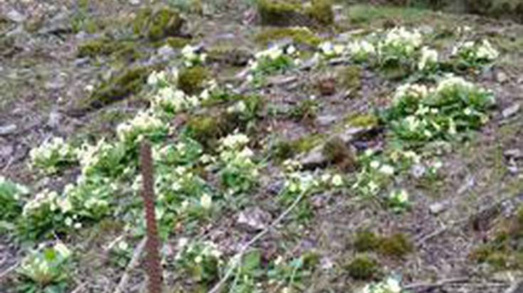 Gero eta gutxiago falta da udaberrirako