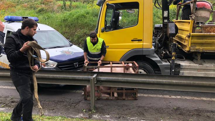 HARA! Txerri bat aske ibili da Loiola eta Azkoitia arteko errepidean