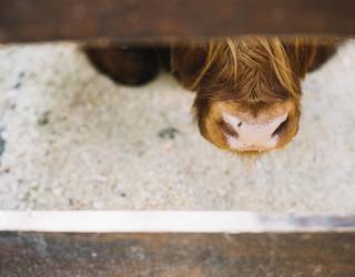 Zein da 'ganaana' Azkoitiko hitzaren esanahia?