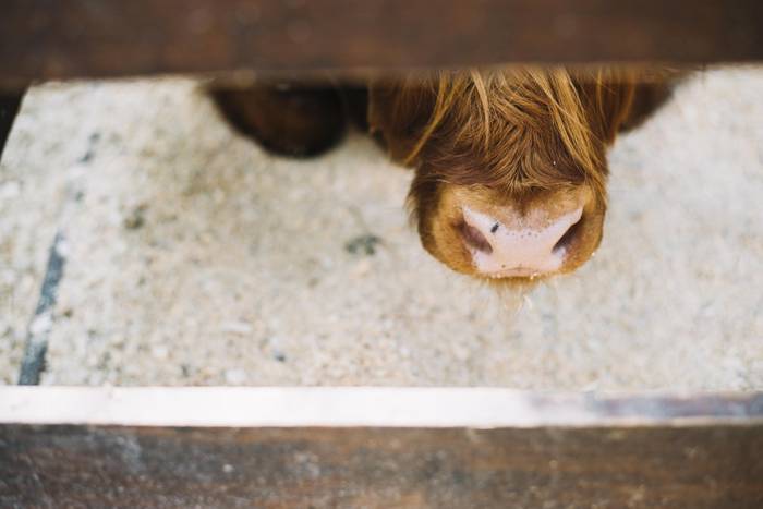 Zein da 'ganaana' Azkoitiko hitzaren esanahia?
