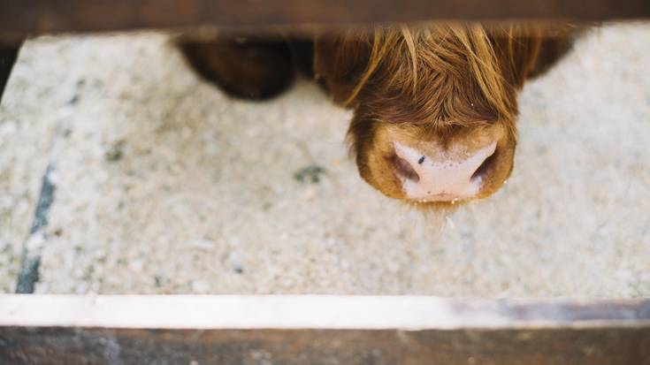 Zein da 'ganaana' Azkoitiko hitzaren esanahia?