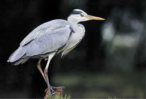 Koartza hauskara (Ardea cinerea)
