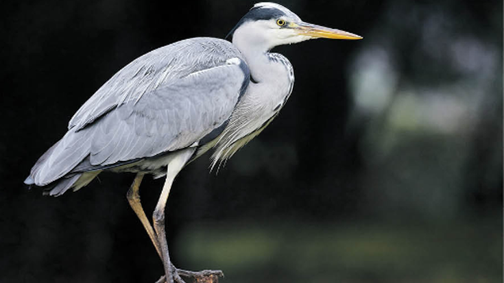 Koartza hauskara (Ardea cinerea)