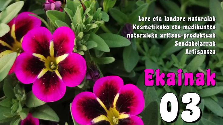 Lore eta landareen XIII. azoka