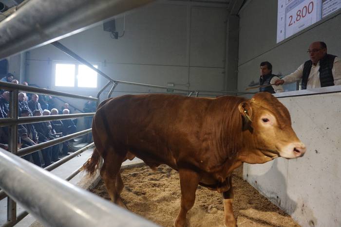 Arraza anitzeko ganaduen enkantea egingo dute igandean Aian