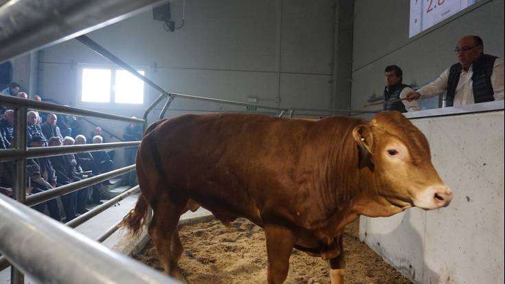 Arraza anitzeko ganaduen enkantea egingo dute igandean Aian