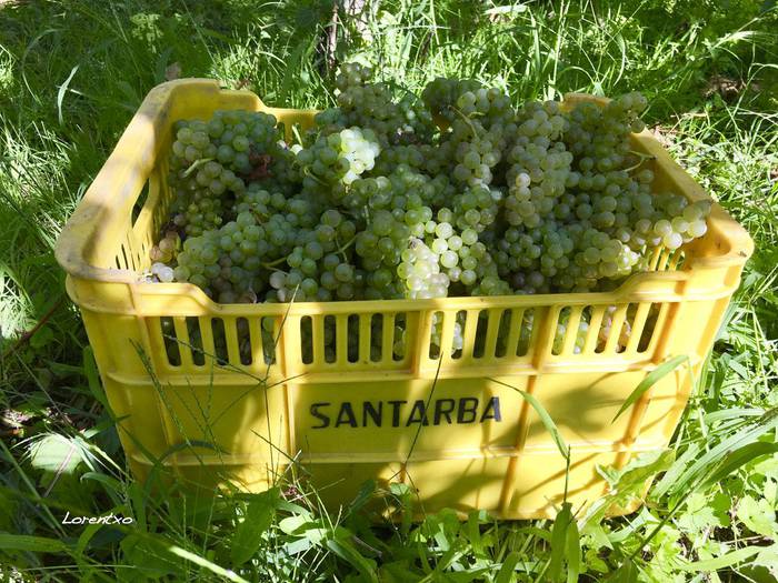 Upategiek amaitu dute mahats bilketa eta iaz baino %10 gutxiago jaso dute