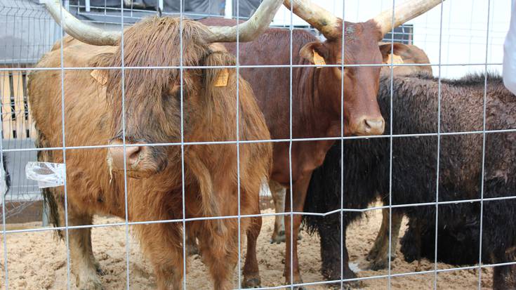 Josu Lizaso: «Animalia bitxiek ikusmina sortzen dute Asentzio Azokan»