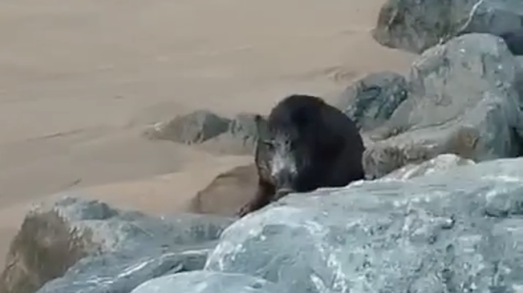 Basurde bat agertu da Santiago hondartzan