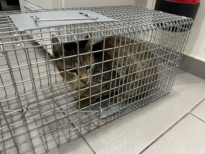 Etxekoa izan daitekeen katua jaso dute udaltzainek Ardantzabiden