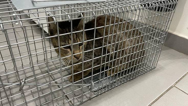 Etxekoa izan daitekeen katua jaso dute udaltzainek Ardantzabiden