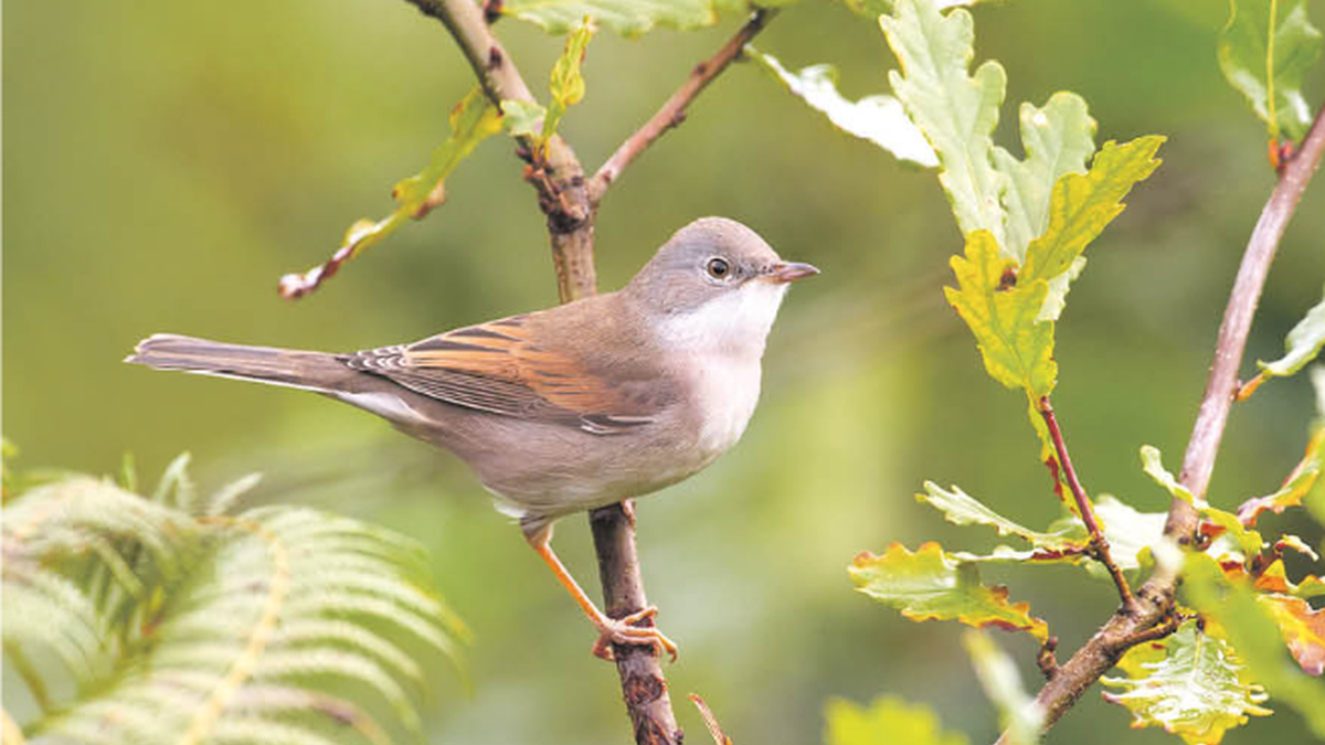Sasi-txinboa (Curruca communis)
