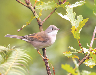 Sasi-txinboa (Curruca communis)