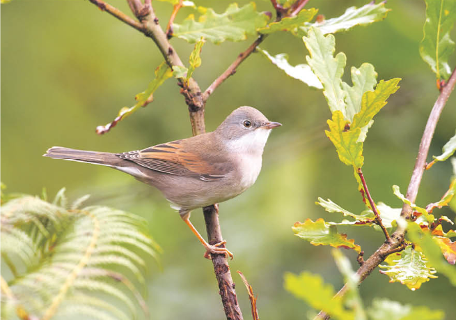 Sasi-txinboa (Curruca communis)