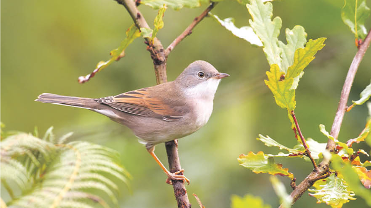 Sasi-txinboa (Curruca communis)