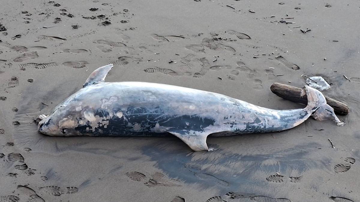 Izurde bat azaldu da hilik Itzurun hondartzan