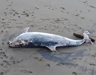 Izurde bat azaldu da hilik Itzurun hondartzan