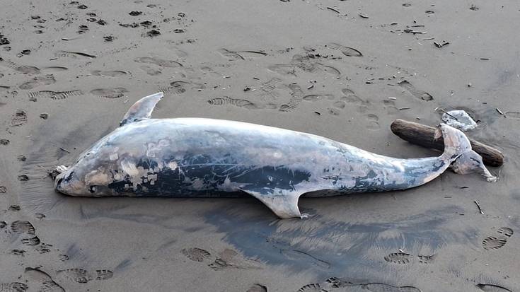 Izurde bat azaldu da hilik Itzurun hondartzan