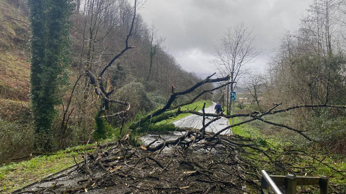 Zuhaitz bat erori da Loiolatik Azkoitirako bidegorrira