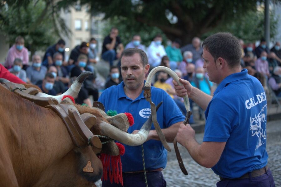 Iñaki Olidenen idiek zortzigarren egin dute Aizarnazabalen, uztarria birritan puskatuta