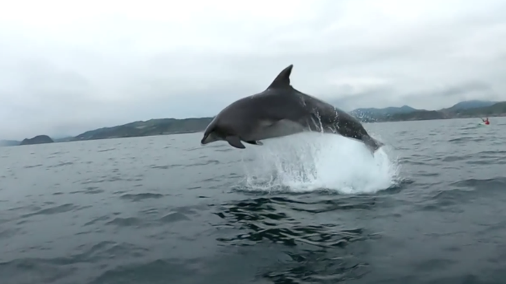 Piraguistek izurde artean grabatutako bideoa, 2020ko albiste ikusiena