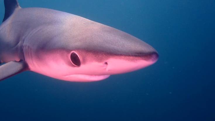 Urpeko koloreek maiteminduta