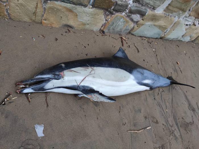 Izurde bat agertu da hilik Itzurun hondartzan