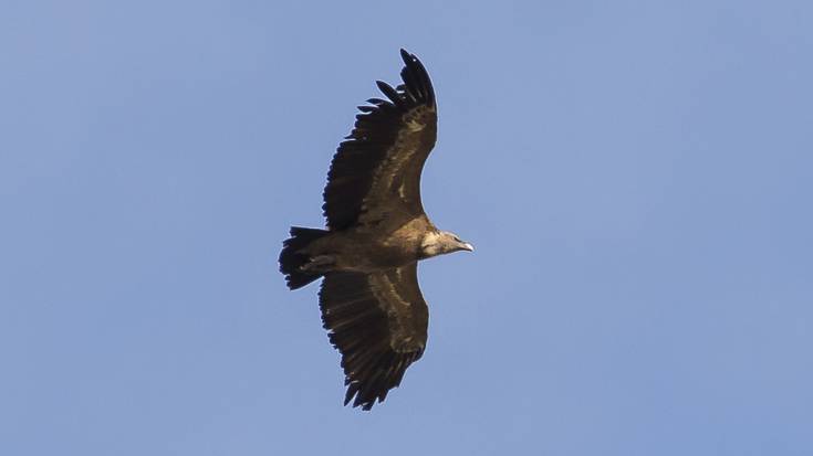 Gaur Iñurritzako biotopoan