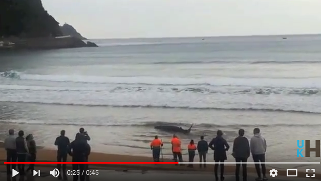 Balea itsasoratu du surflari talde batek