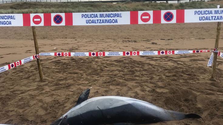 Izurde bat hilda agertu da gaur goizean hondartzan