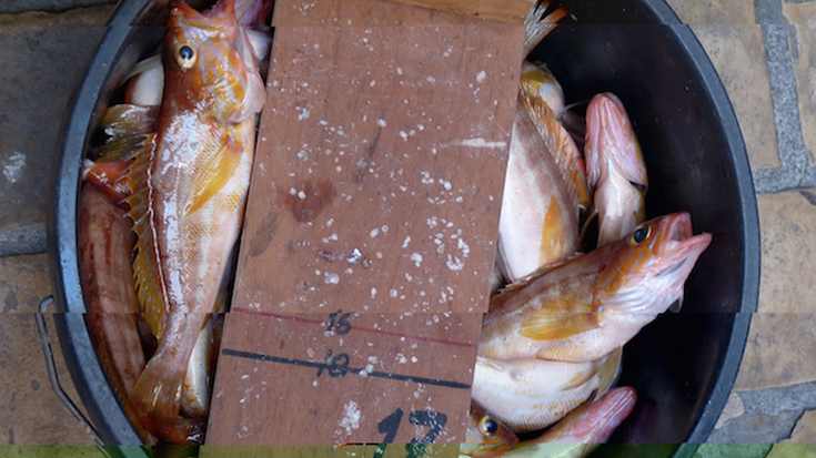 Arrain txiki eta kabra-dontzeila lehiaketetan izena emateko deialdia zabaldu du Anadek