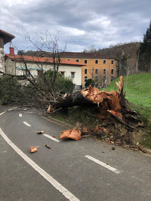 Zuhaitz bat erori da Lasaoko bidegorrian, eta bidea itxi dute