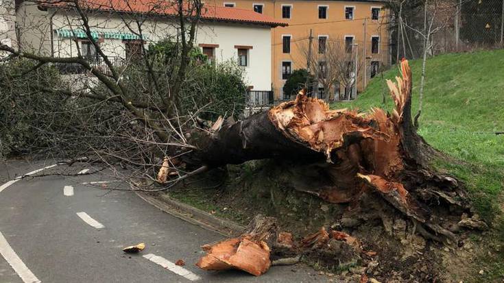 Zuhaitz bat erori da Lasaoko bidegorrian, eta bidea itxi dute