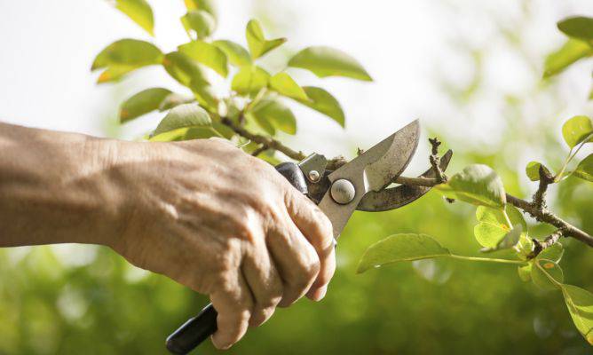 Kimaketa ikastaroa antolatu du Kimu bat Gardenek