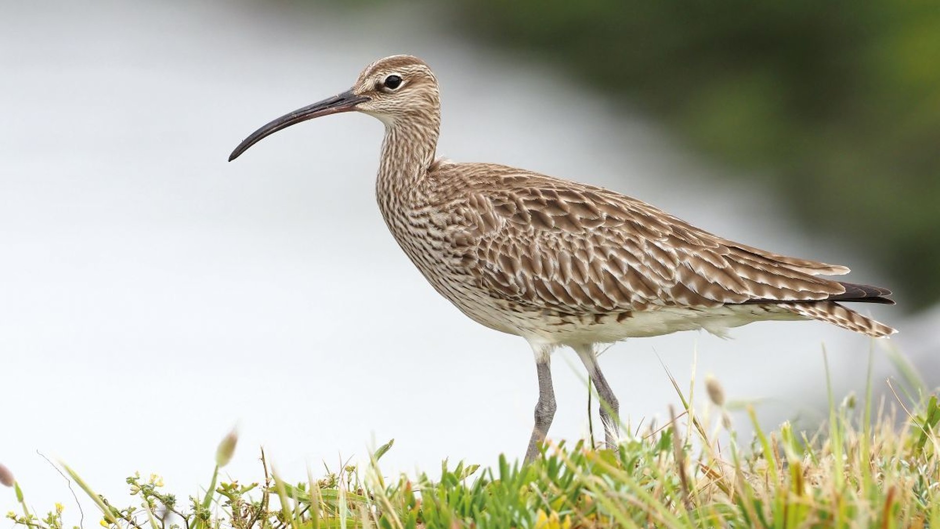 Kurlinta bekainduna (Numenius phaeopus)