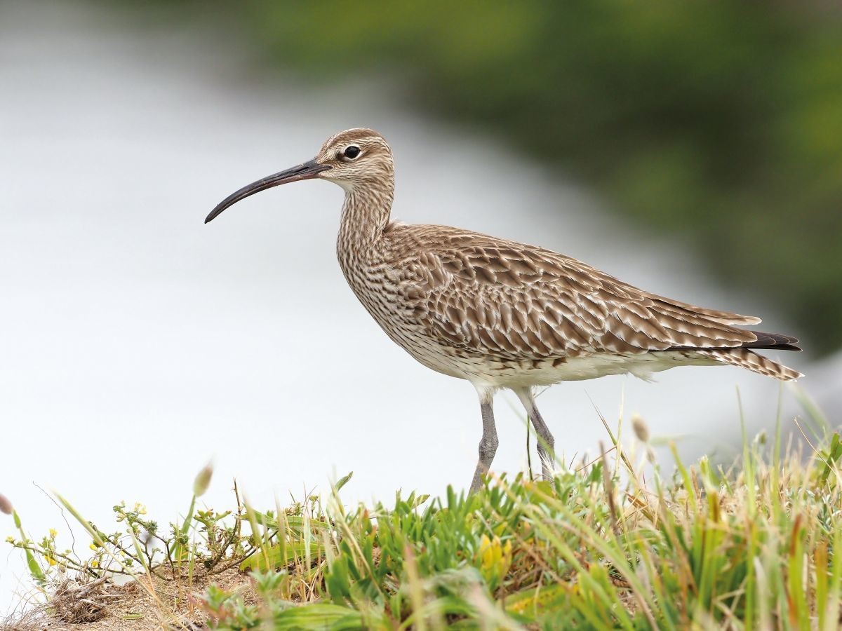 Kurlinta bekainduna (Numenius phaeopus)