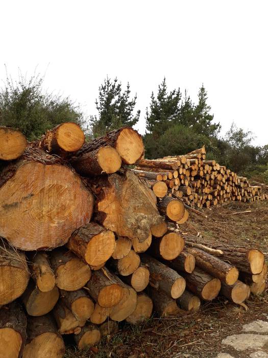 Pinuaren gaitza eta basoen egoerari buruz jardunaldia egingo da Itziarren ostiral honetan