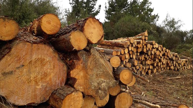 Pinuaren gaitza eta basoen egoerari buruz jardunaldia egingo da Itziarren ostiral honetan