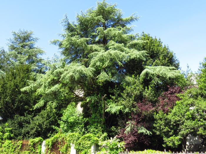 Zumaiako hirigune barruko zuhaitz bereziak ezagutzeko ibilbide birtuala sortu du Geoparkeak