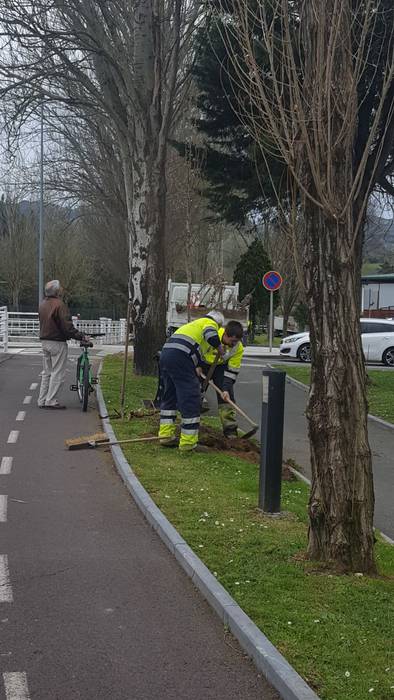 Zuhaitz berriak landatuko dituzte Zarautzen herri osoan zehar