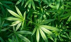  Lur azpiko marihuana plantazioa atzeman dute Zarautzen