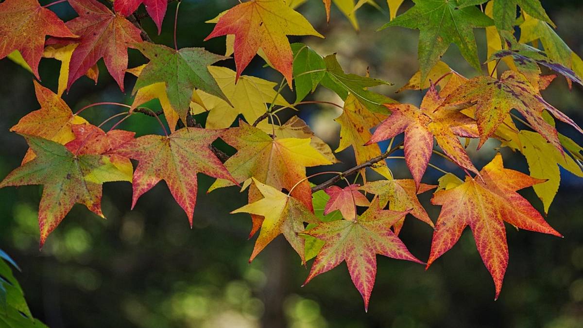 'Bizi udazkena' esperimentazio tailerra eskainiko du Orioko Herri Ikastolak hilaren 22an