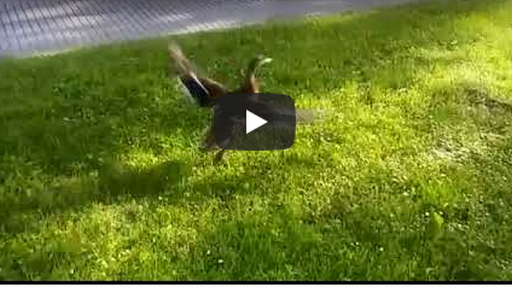 Bideoa: Ahate bat Araba kalean