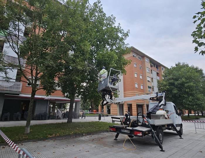 Landare-zorriak ezabatzeko tratamendua apilkatzen ari zaie Zuberoa kaleko tulipa-arbolei