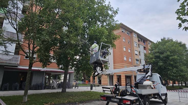 Landare-zorriak ezabatzeko tratamendua apilkatzen ari zaie Zuberoa kaleko tulipa-arbolei