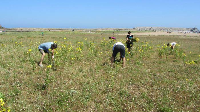 Oenothera landare inbaditzailea kentzeko auzolana egin dute gaur goizean