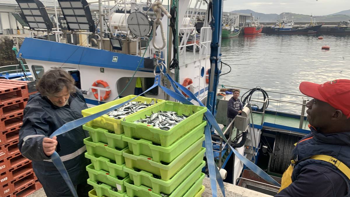 Hasi da antxoaren kostera